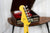 Squier Classic Vibe '50s stratocaster 2-color sunburst MN (5452474744996)