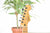 Fender Player Plus Stratocaster Tequila Sunrise